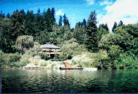Willows.gif (18755 bytes)